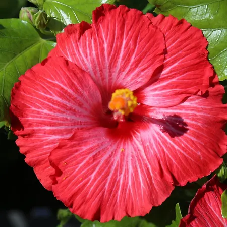 Apartmán Jungle Paradise