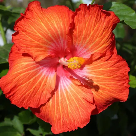 Apartment Jungle Paradise