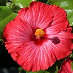 Apartman Jungle Paradise