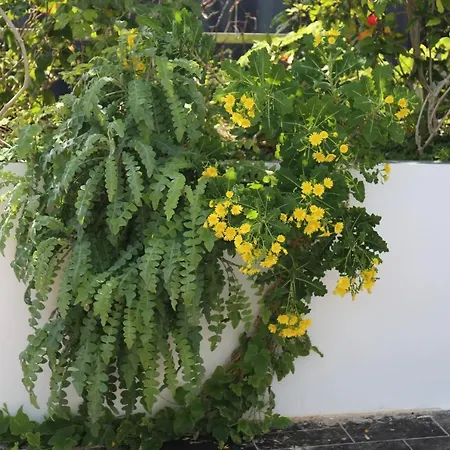 Apartment Jungle Paradise La Orotava
