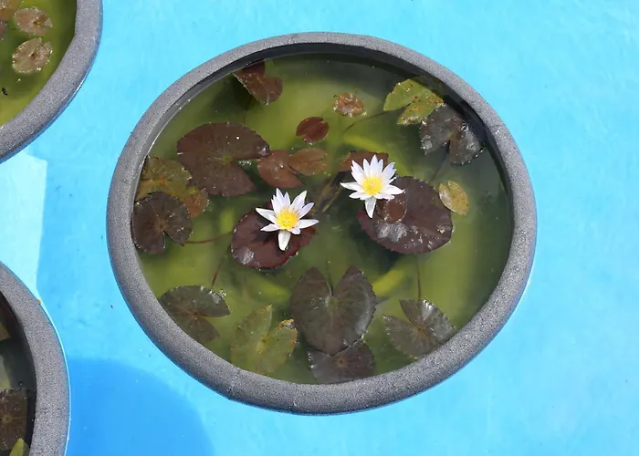 Apartment Jungle Paradise La Orotava